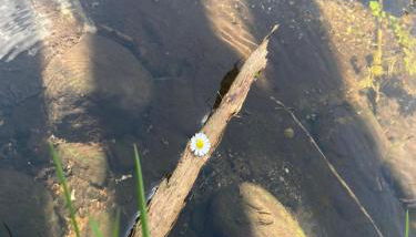 Familienfreundliche Unterkunft direkt am Nationalpark unteres Odertal - Foto 5, Garden