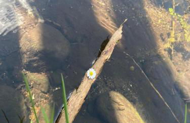 Familienfreundliche Unterkunft direkt am Nationalpark unteres Odertal - Photo 5