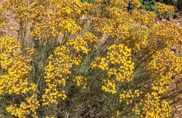 Entre Vignes & Piano "Symphonie" studio 4 personnes - Foto 40