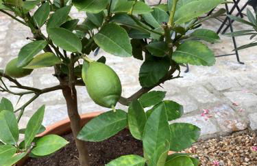 La Maison du Cocher - Studio climatisé en Hypercentre - Photo 13