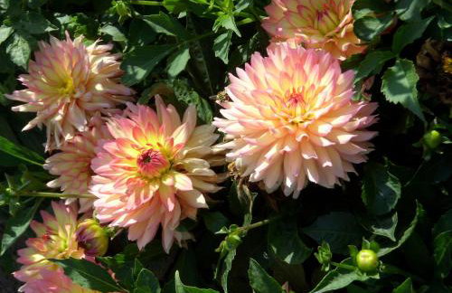 Ferienwohnung Adelheid - Foto 4