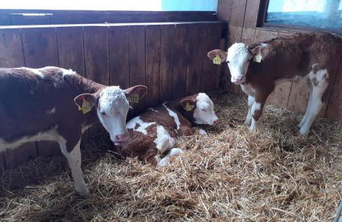 Mattheishof - Foto 31