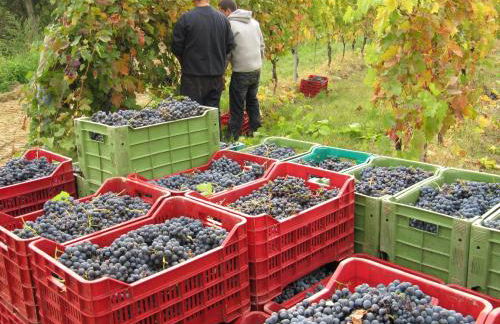 Podere Riosto Cantina&Agriturismo - Foto 44