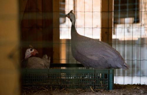 Agriturismo Il Borgo - Foto 35