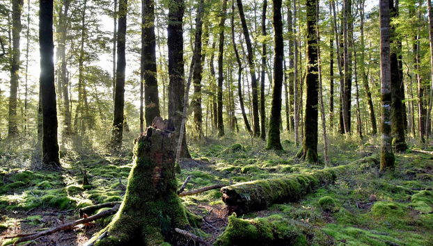 The Lord of the Rings Tour - Photo 5, Fiordland National Park
