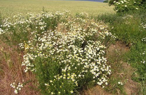 Peeneurlaub - Foto 78