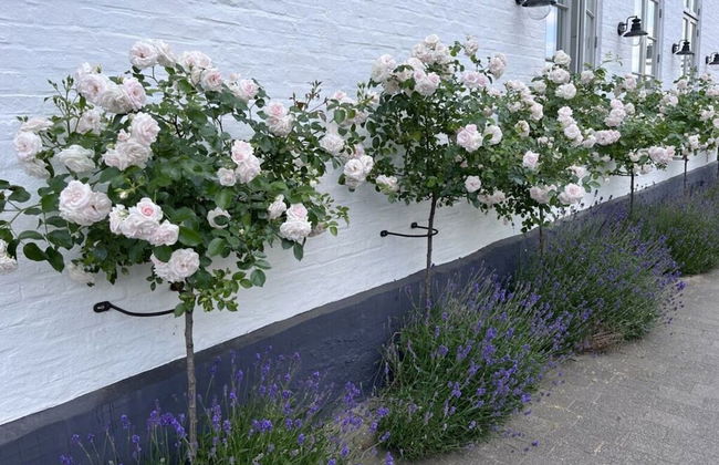 Schwanen Herz Comfortable Holiday Residence - Foto 23