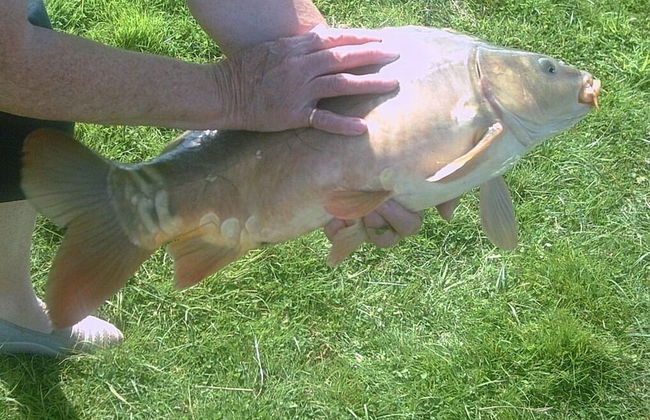 Glebe Farm Apartments - Foto 4