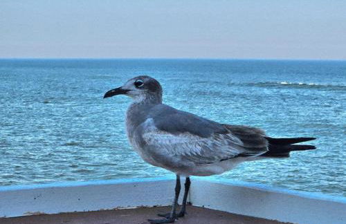 Direct Oceanfront With Balcony - Foto 13