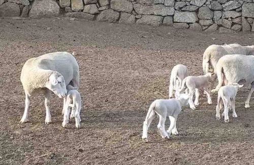 Maison typique de campagne au cœur de la nature . - Foto 13