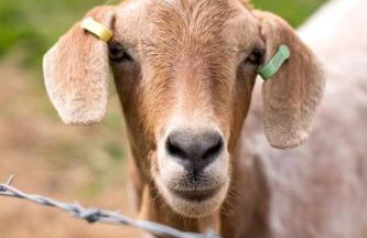 Middle Byre at Clauchan Holiday Cottages - Foto 12