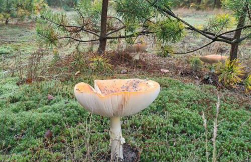 Domek pod Lasem - Foto 14