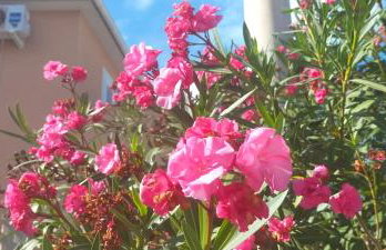 Apartman Hanna - Foto 23