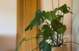 HOSSEGOR LA VIGIE entre lac et océan - Foto 7