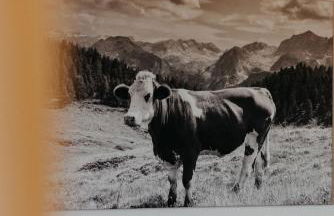 Salzbergalm - Foto 51