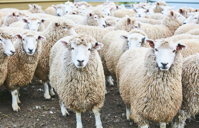 Great Ocean Walk Retreat - Foto 26