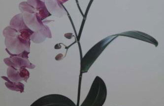 Bel F2 Nogent Gare sur place - Foto 18