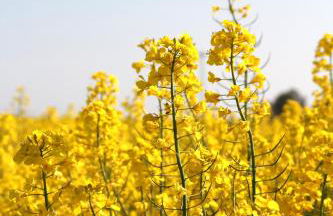 Avalon Ferienwohnungen Bellevue - Foto 15