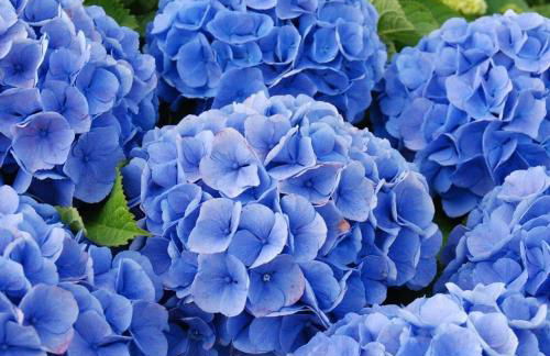 Côte de granit rose - Foto 37