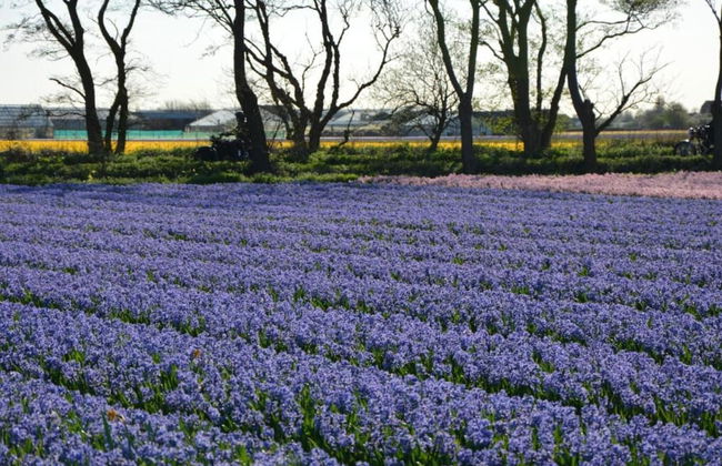 Cozy Holiday Home in Noordwijkerhout near Lake - Foto 30