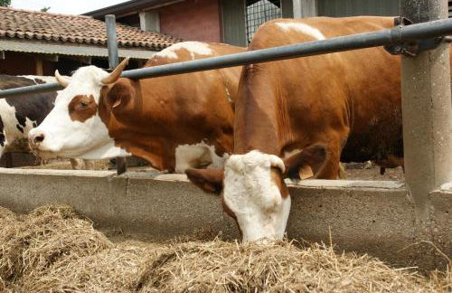 Agriturismo Villa Mocenigo - Photo 49