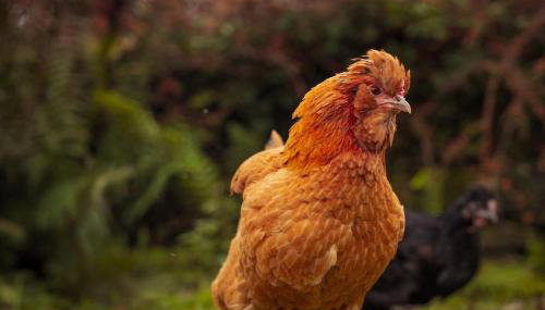 Gelly Dylan Thomas Paradise - Foto 3