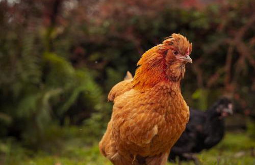 Gelly Dylan Thomas Paradise - Foto 3