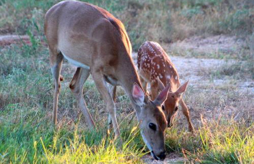 Gorgeous, secluded escape near River with Game room! - Photo 41