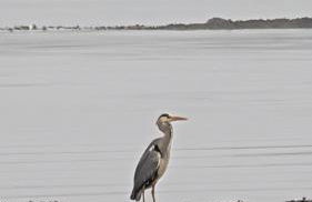 The Old Ferryhouse - Foto 54