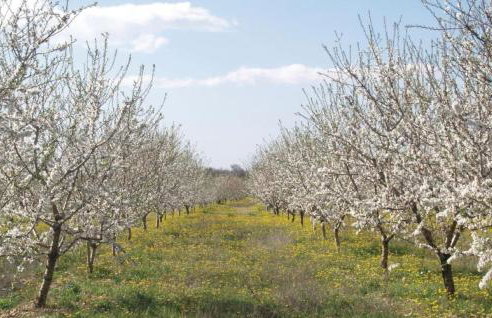 NEW! Holiday home Maša with heated pool near Krka national park - Foto 42