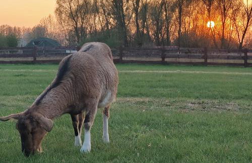 Dziki brzeg Jezioraka - Foto 36