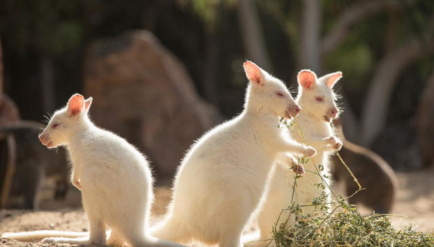 Oasis Wildlife Strongventura - Photo 3