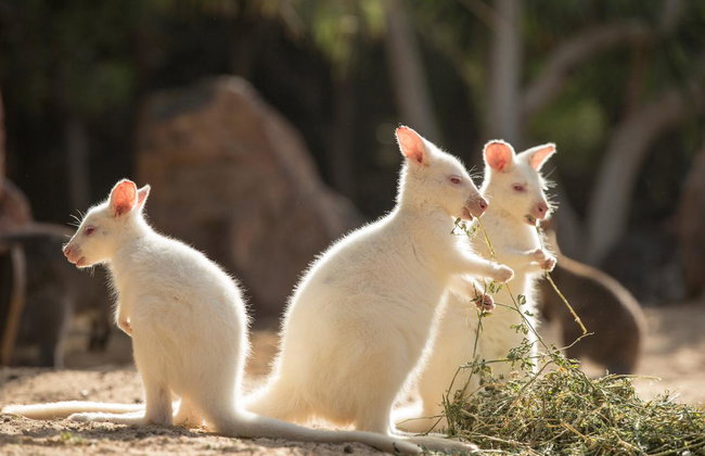 Oasis Wildlife Fuerteventura - Foto 3