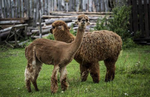 AZURIA agroturystyka - Foto 29