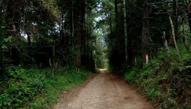 Tour de aventura en la presa de Umécuaro - Foto 5, Camino boscoso