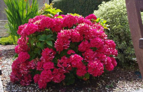 Castel Bihan - Maison de caractère entre mer et campagne - Foto 20