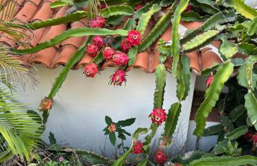 Tijarafe 1 - Foto 34