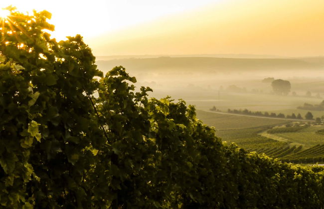 Visita di un'azienda vinicola con pranzo - Foto 6