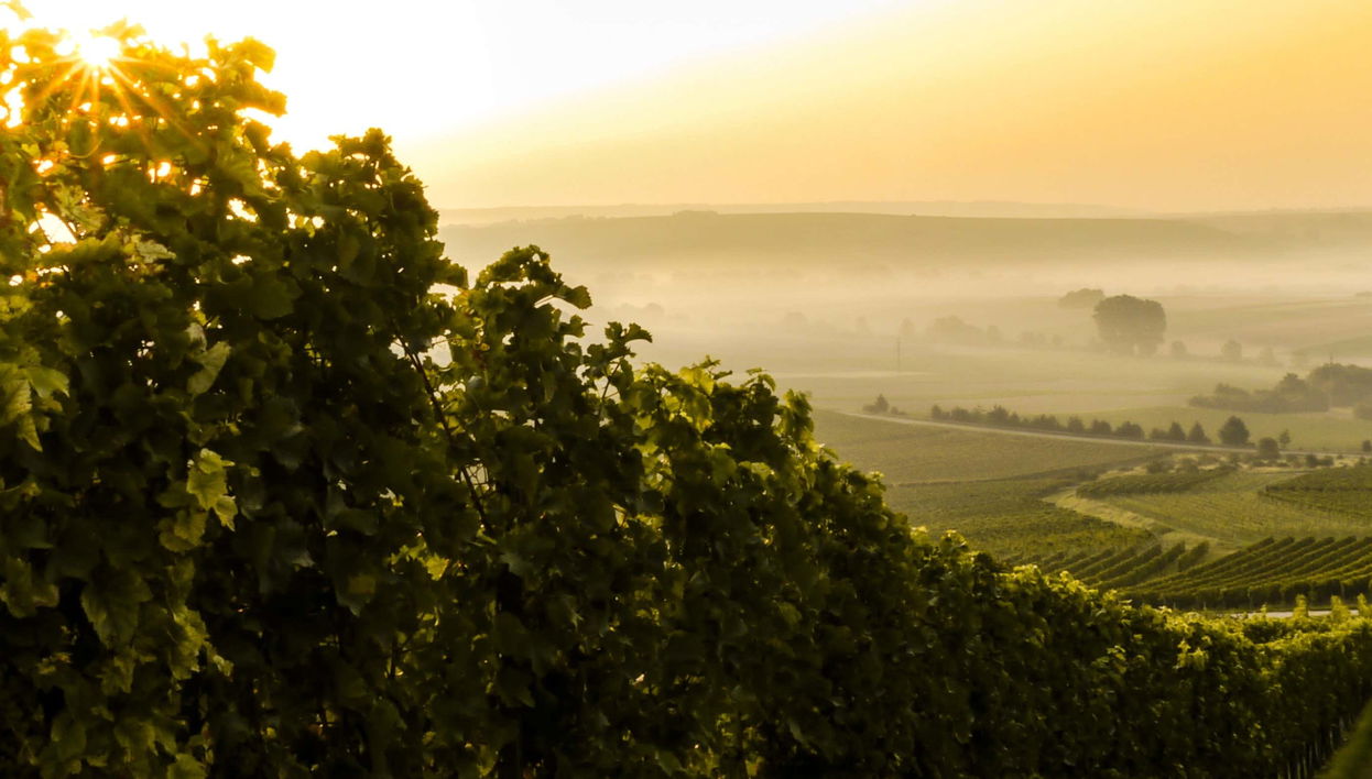 Visita a una hacienda vinícola con almuerzo