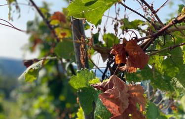 FERIENWOHNUNG ALL YOU NIED mit NIEDBLICK und TERRASSE - Foto 42