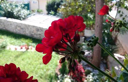 Villa Roses Apartments & Wellness - Foto 18