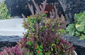 Estrella y mar - Foto 51