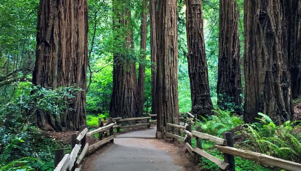 Excursión privada desde San Francisco - Foto 4