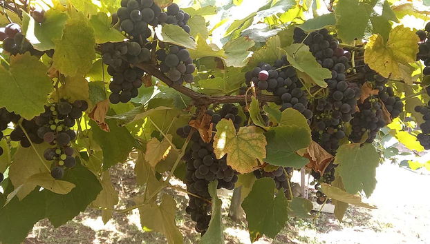 Uvas ideais para vinho