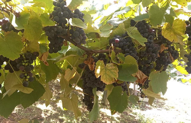 Escursione a Pinto Bandeira - Foto 3