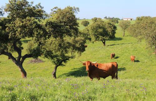 Agroturismo Xistos - Foto 32
