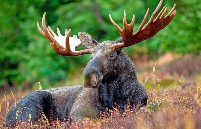 4 Person Holiday Home in Lyrestad-by Traum - Foto 13