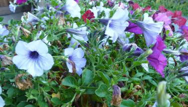 Schlosshof zu Montani - Foto 3