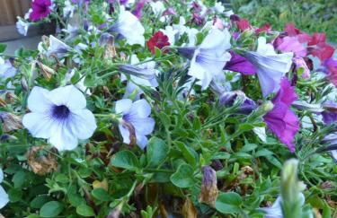 Schlosshof zu Montani - Foto 3