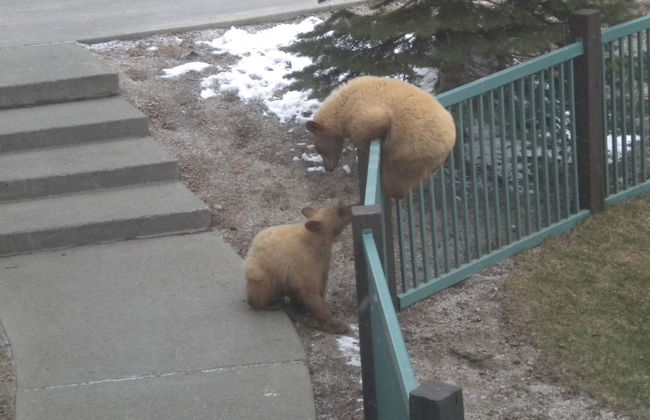 Mountainback at Mammoth - Foto 38